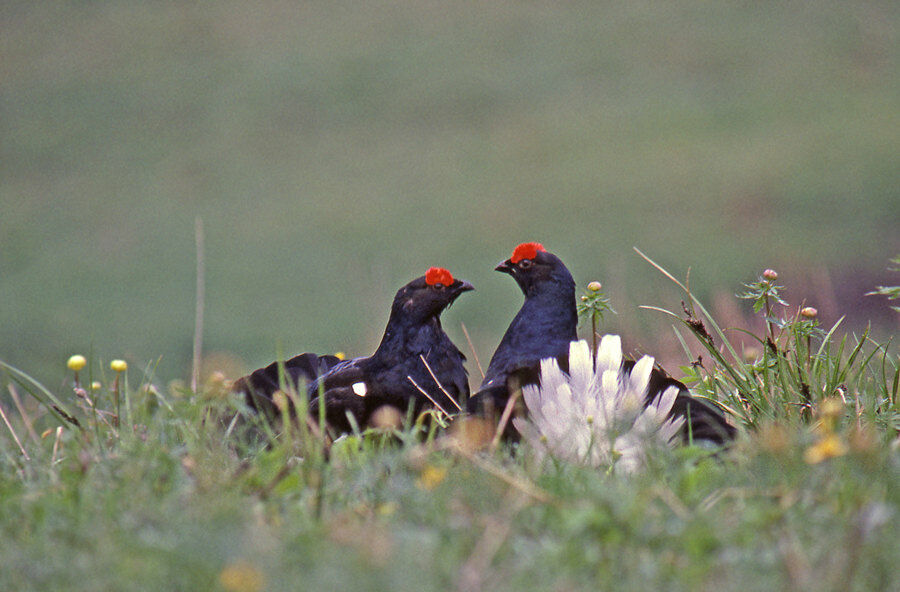 Black Grouse