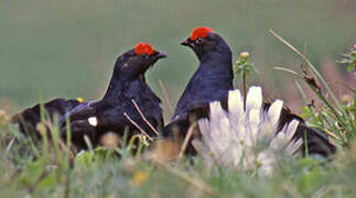 Black Grouse