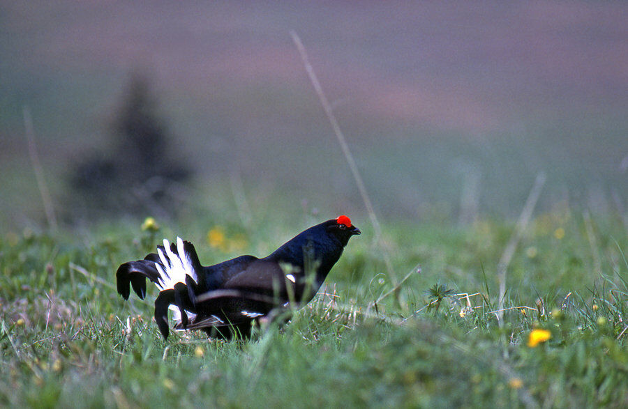 Black Grouse