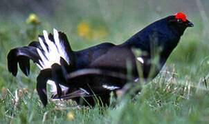 Black Grouse