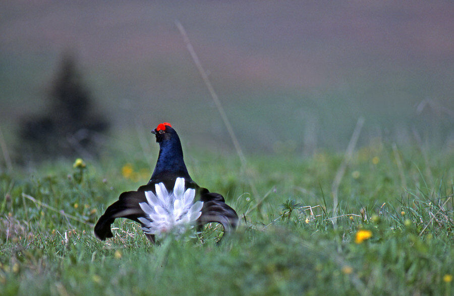 Black Grouse