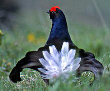 Black Grouse