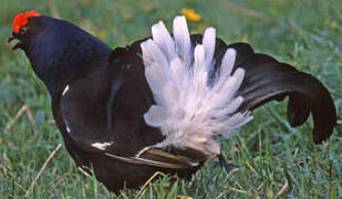 Black Grouse