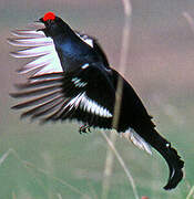 Black Grouse