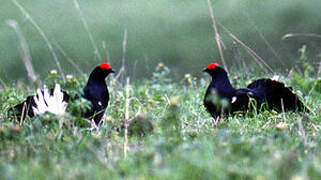 Black Grouse