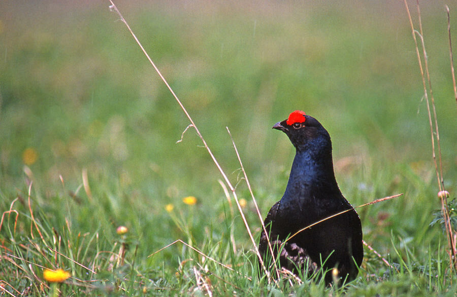 Black Grouse