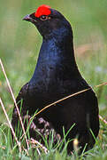 Black Grouse