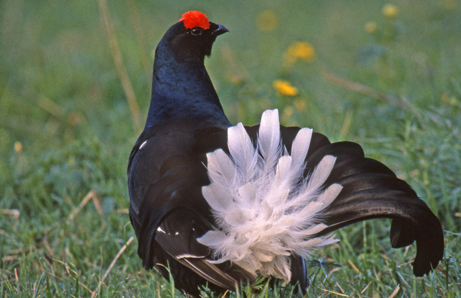 Black Grouse