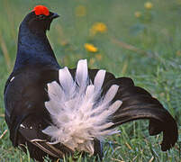 Black Grouse