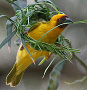 Rüppell's Weaver