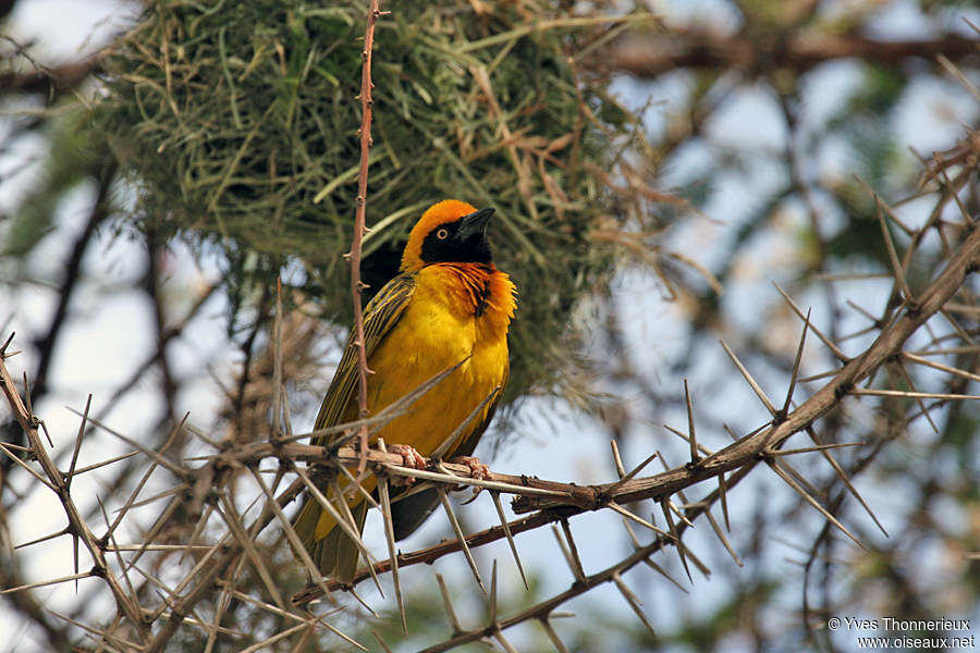 Speke's Weaver