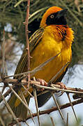 Speke's Weaver