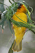 Vitelline Masked Weaver