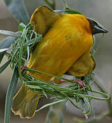 Vitelline Masked Weaver