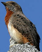 Red-throated Wryneck