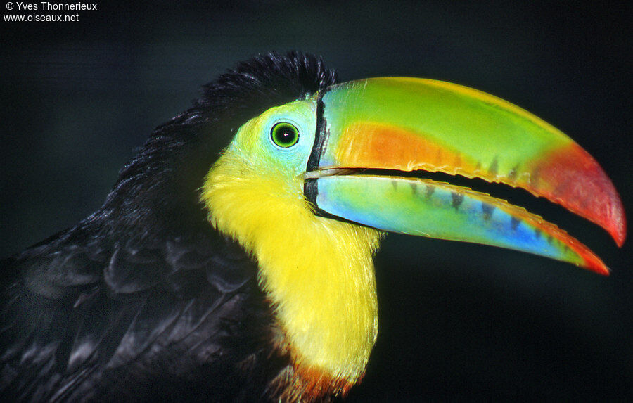 Toucan à carène