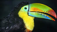 Toucan à carène