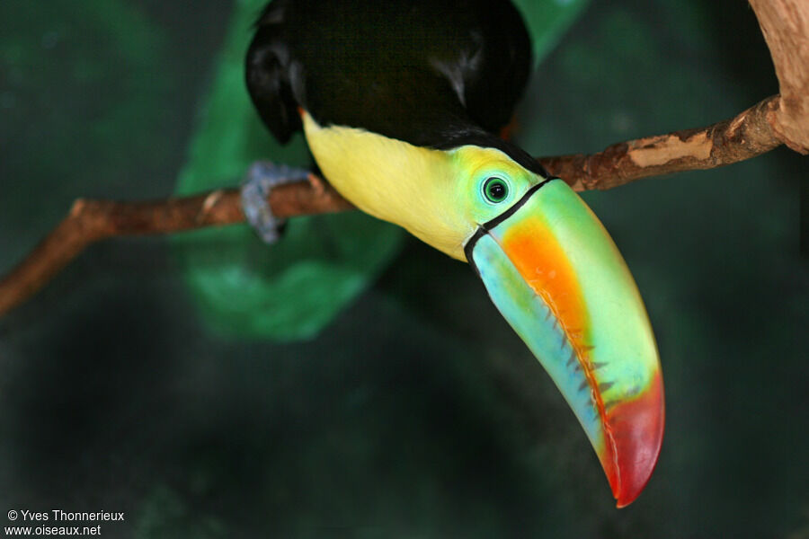 Keel-billed Toucan