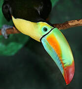 Toucan à carène