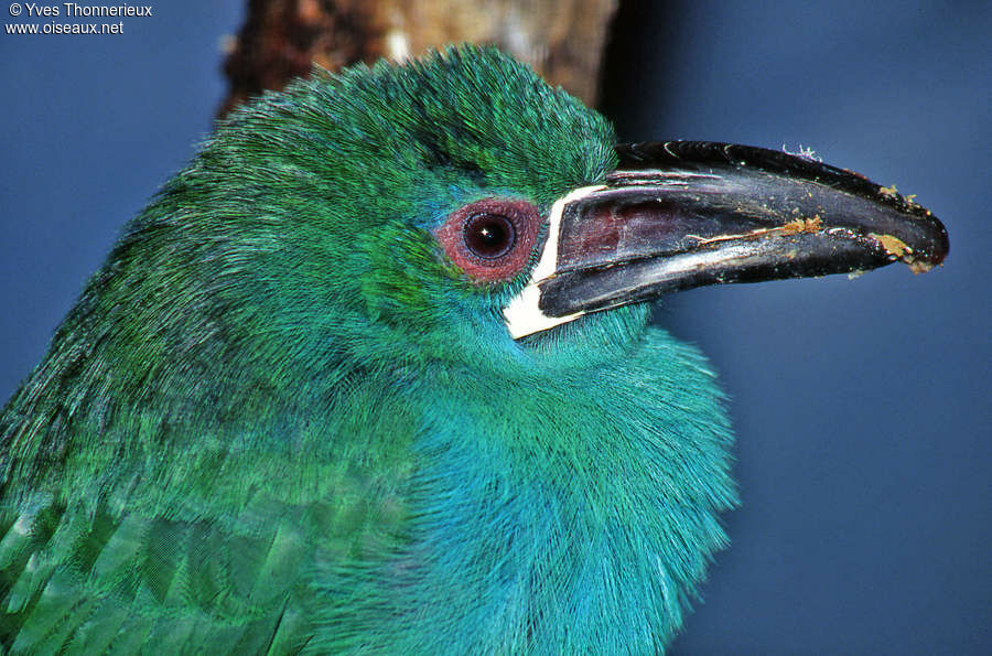 Toucanet à croupion rouge