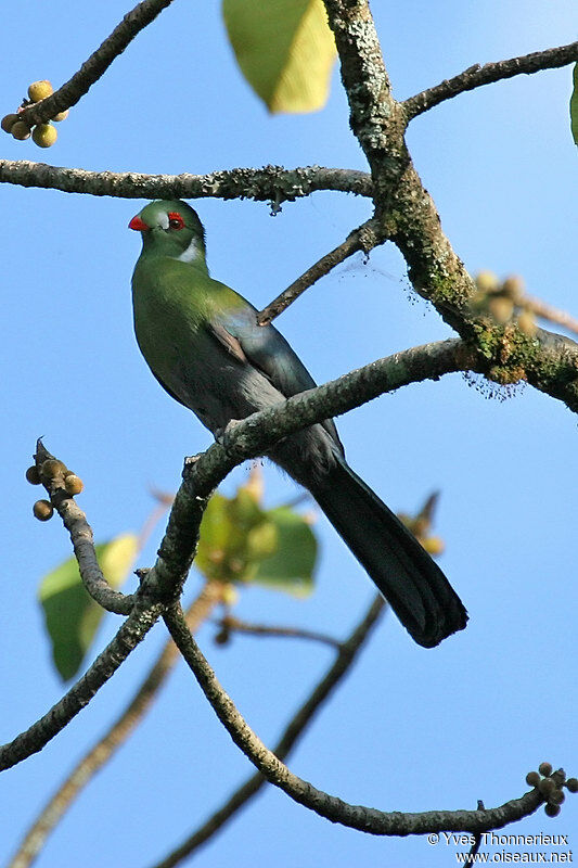 White-cheeked Turaco