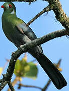 White-cheeked Turaco