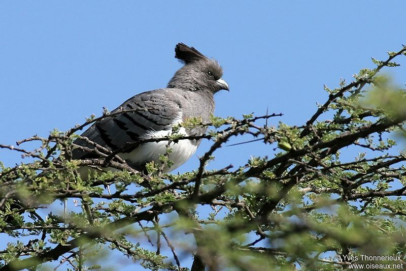 White-bellied Go-away-bird