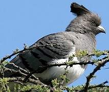 White-bellied Go-away-bird