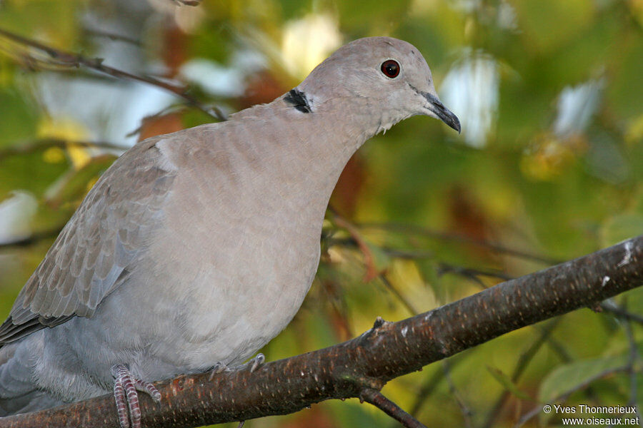 Eurasian Collared Dove