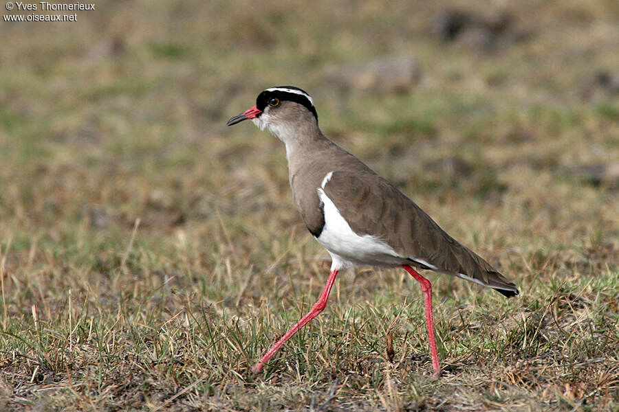 Crowned Lapwing