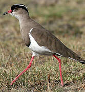 Crowned Lapwing