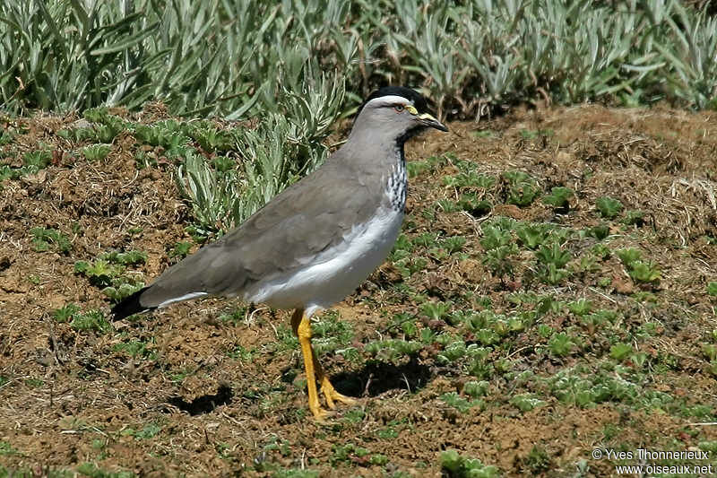 Vanneau d'Abyssinie