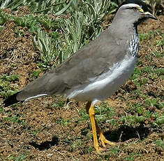 Vanneau d'Abyssinie