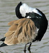 Spur-winged Lapwing