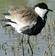 Spur-winged Lapwing