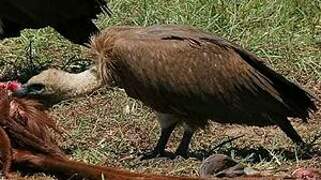 White-backed Vulture