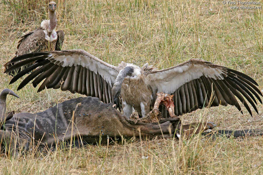 White-backed Vulture