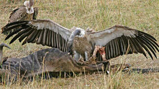 White-backed Vulture