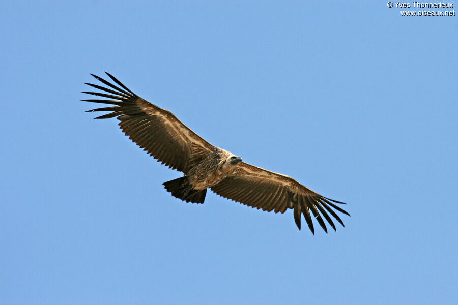 Vautour africain