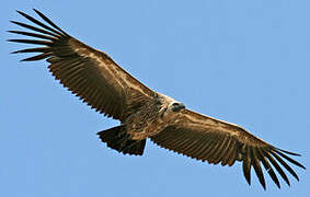 White-backed Vulture