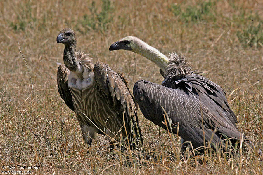 White-backed Vulture