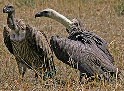 White-backed Vulture