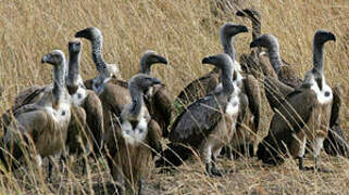 White-backed Vulture