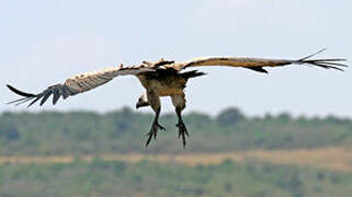 White-backed Vulture