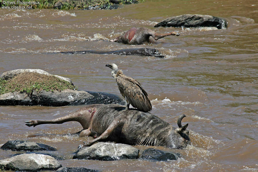 White-backed Vulture