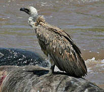 White-backed Vulture