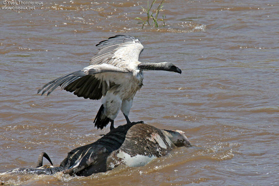 White-backed Vulture