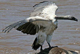 White-backed Vulture