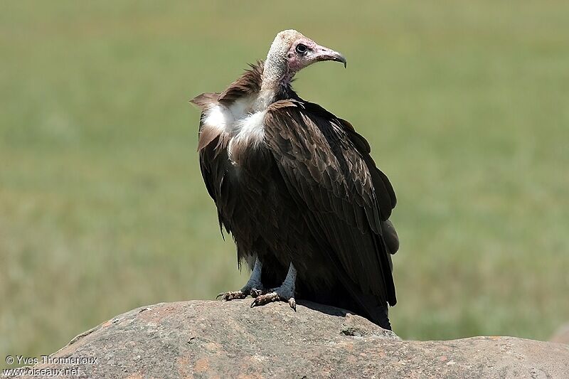 Vautour charognard