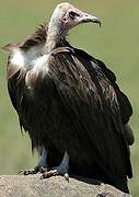 Hooded Vulture